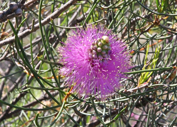  Western Australian Plants - Myrtaceae Illustration 